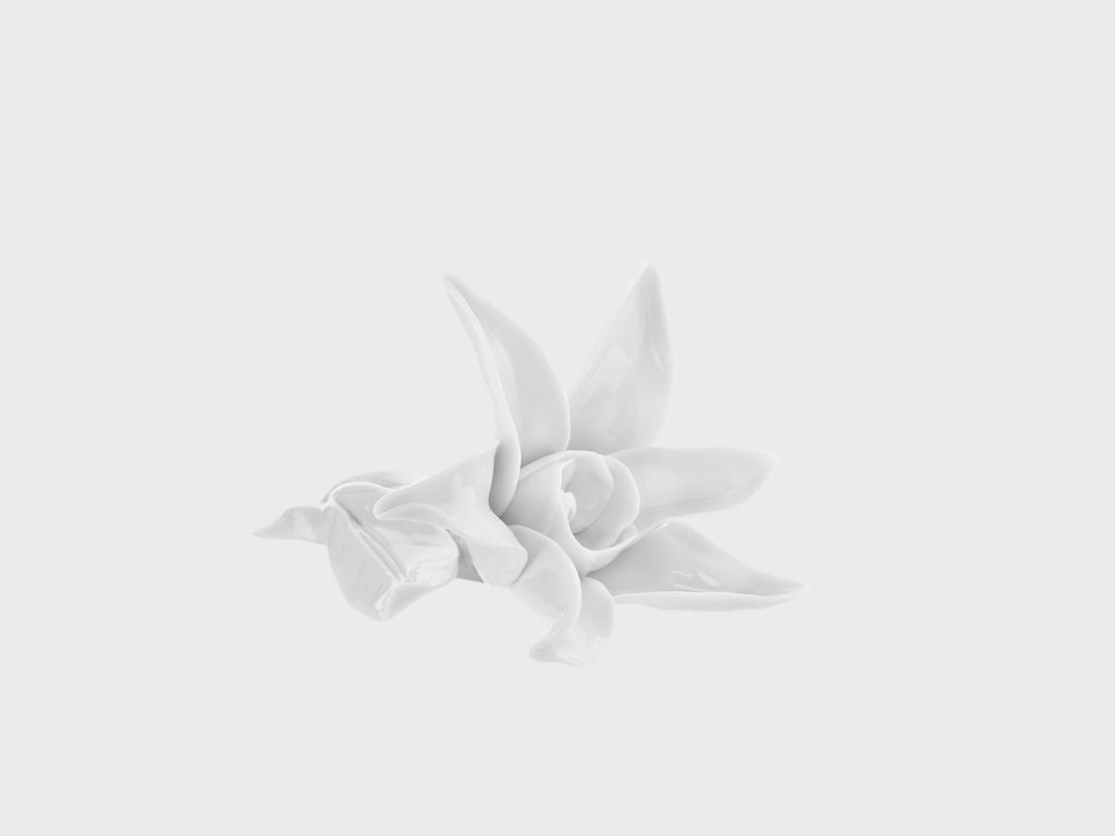Table flower star flower
