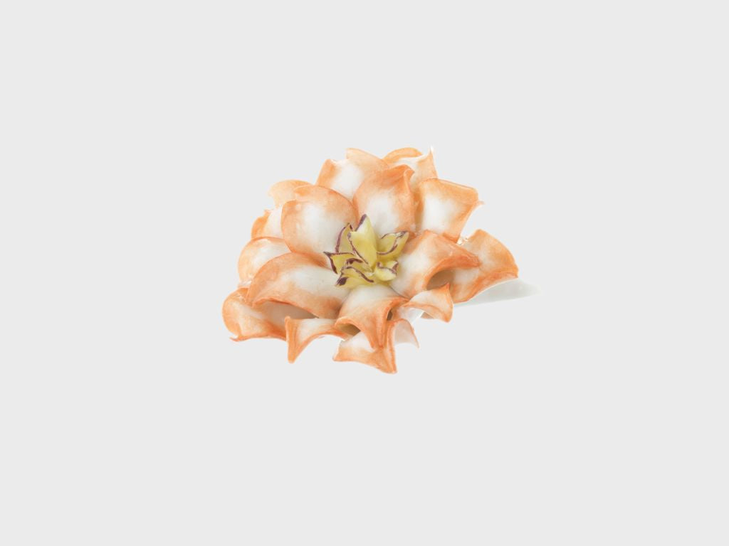 Table flower cactus flower