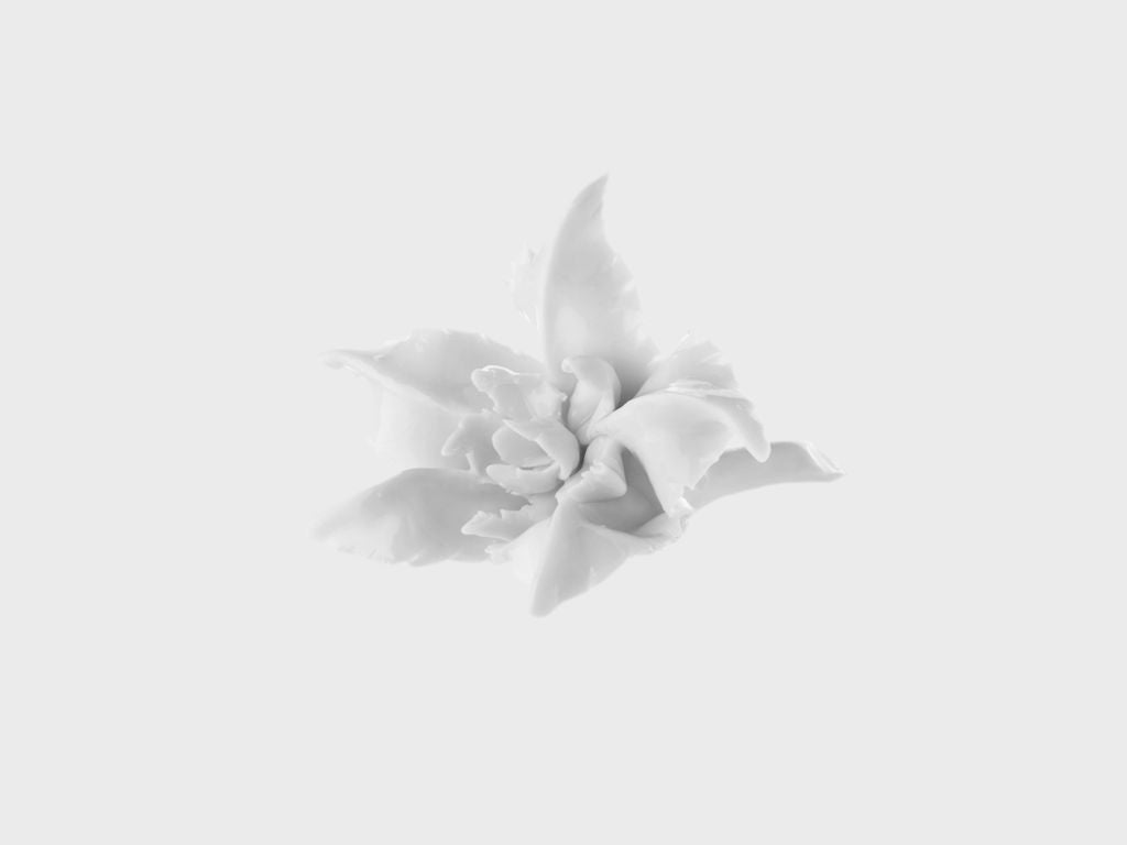 Table flower iris