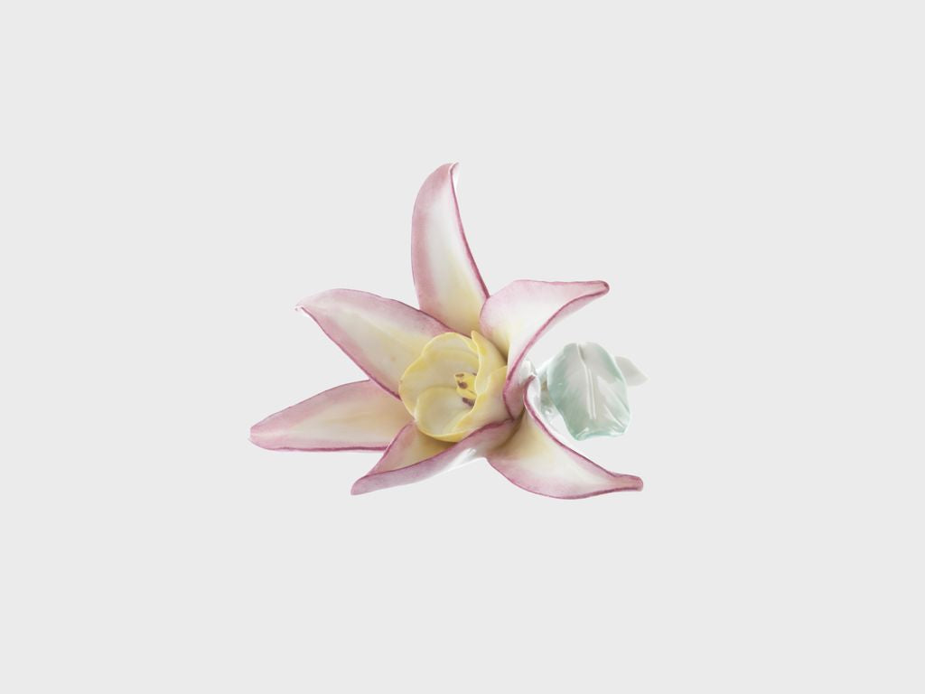 Table flower star flower