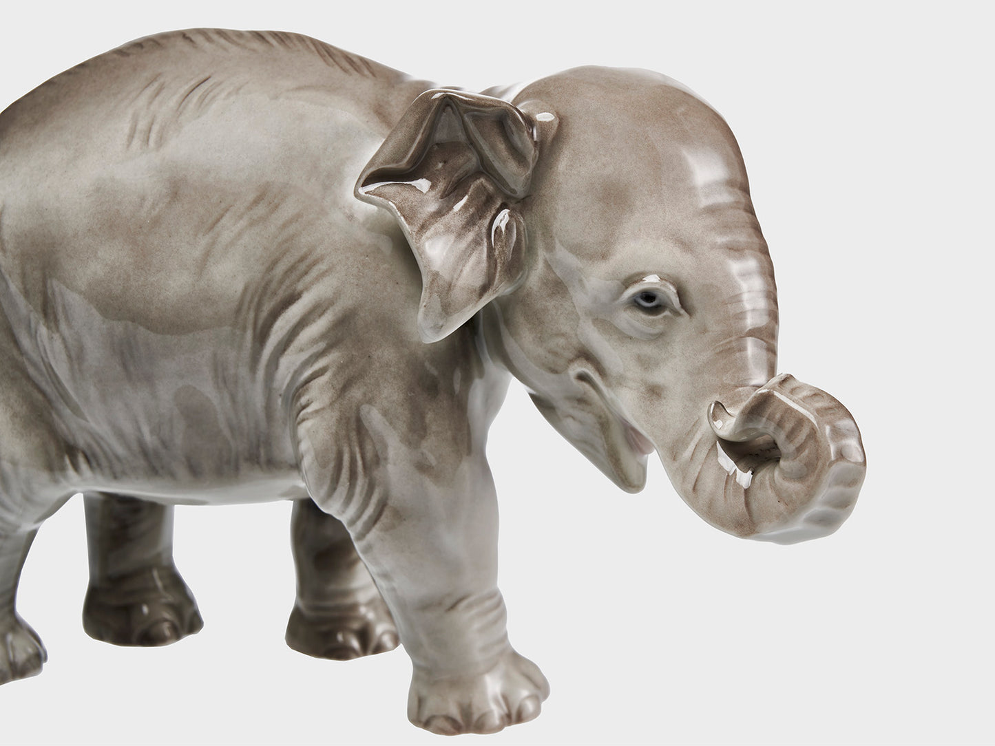 Elephant trunk rolled up