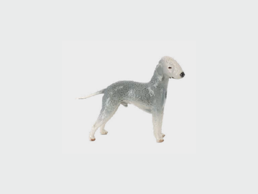 Bedlington Terrier