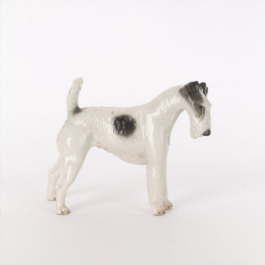 Fox Terrier Wirehair